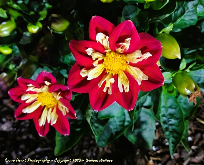 Brave Heart Nature Photography